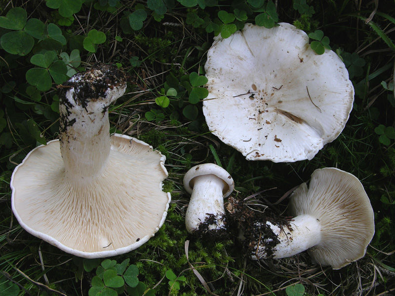 Leucopaxillus paradoxus da confermare.(cfr. L.candidus)